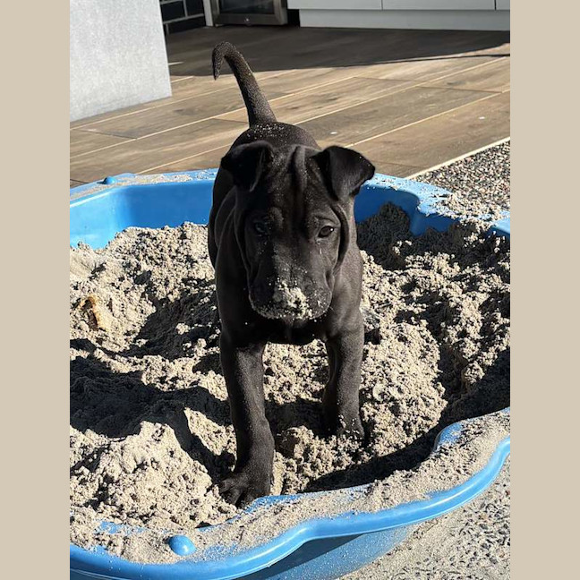 Photo of Rex
