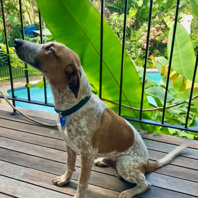Photo of Rocco