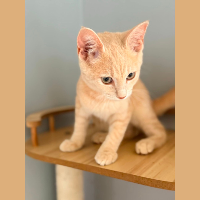 Photo of Dexter