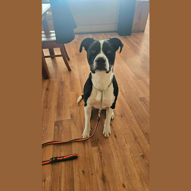 Photo of Boof