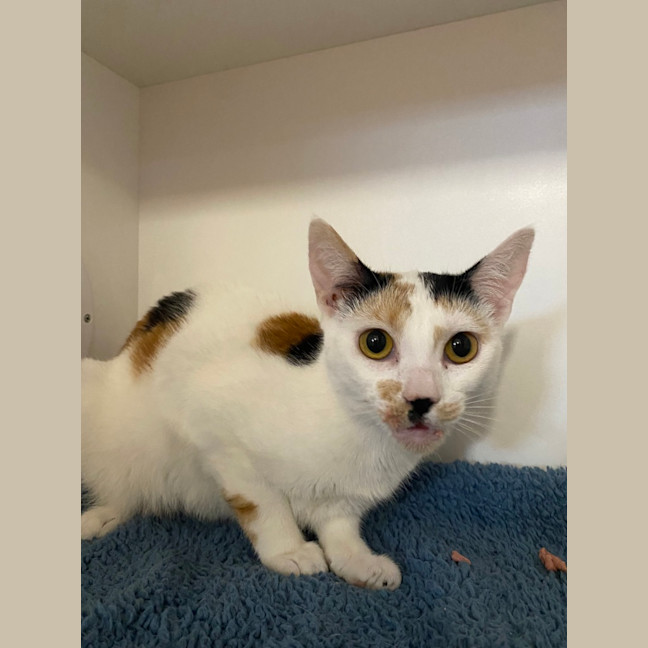 Photo of Biscuit