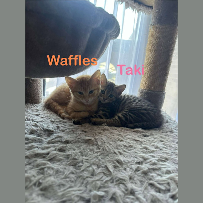 Photo of Waffles