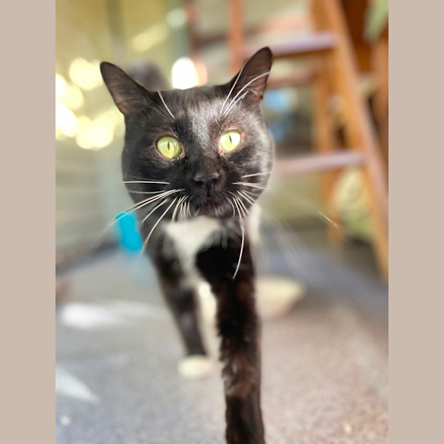 Photo of Whiskers