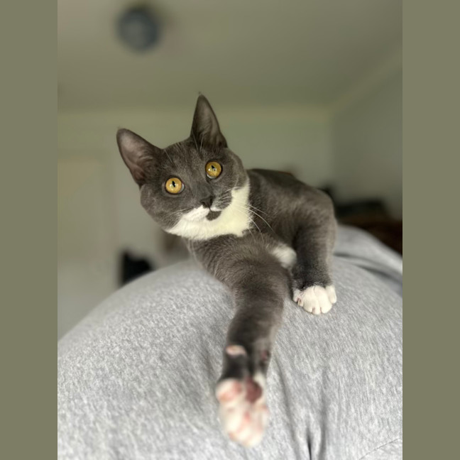 Photo of Mittens