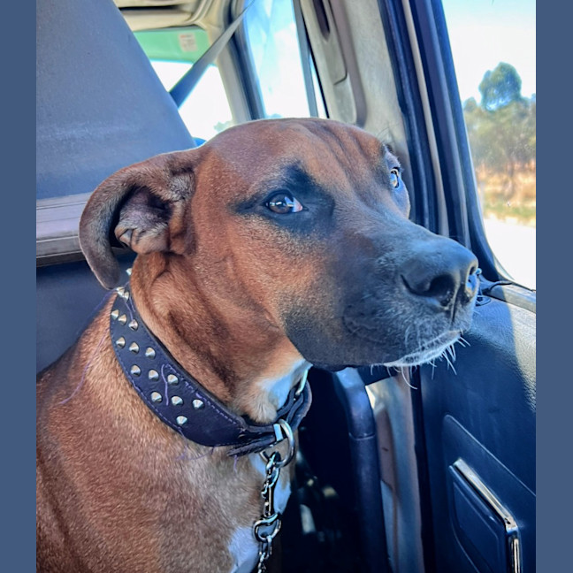 Photo of Rex