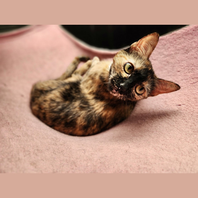 Photo of Olivia 