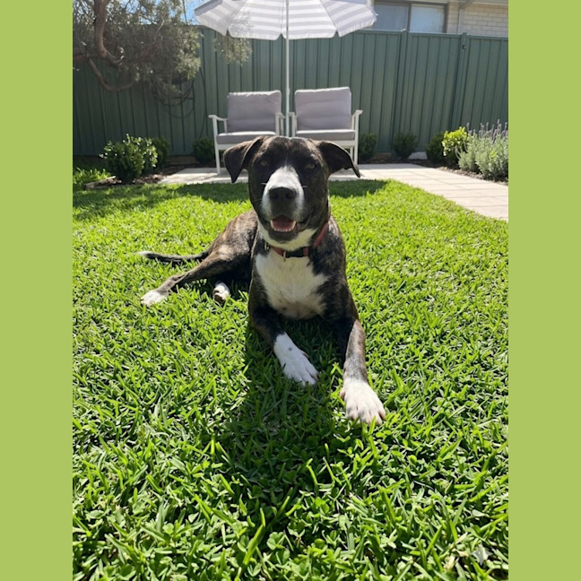 Photo of Zelda