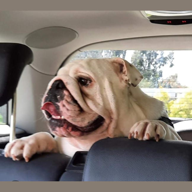 Photo of Gus 