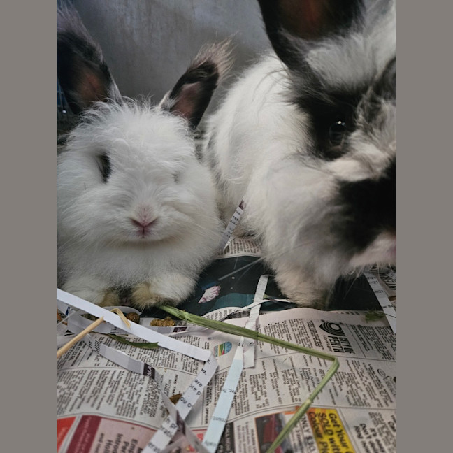 Photo of Flopsy