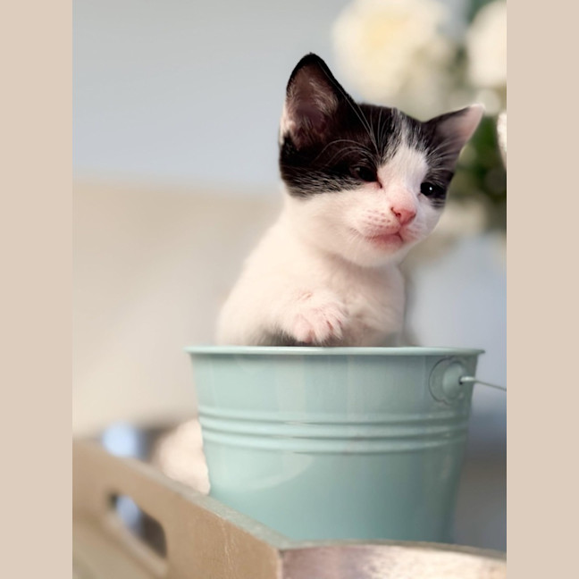 Photo of Oreo