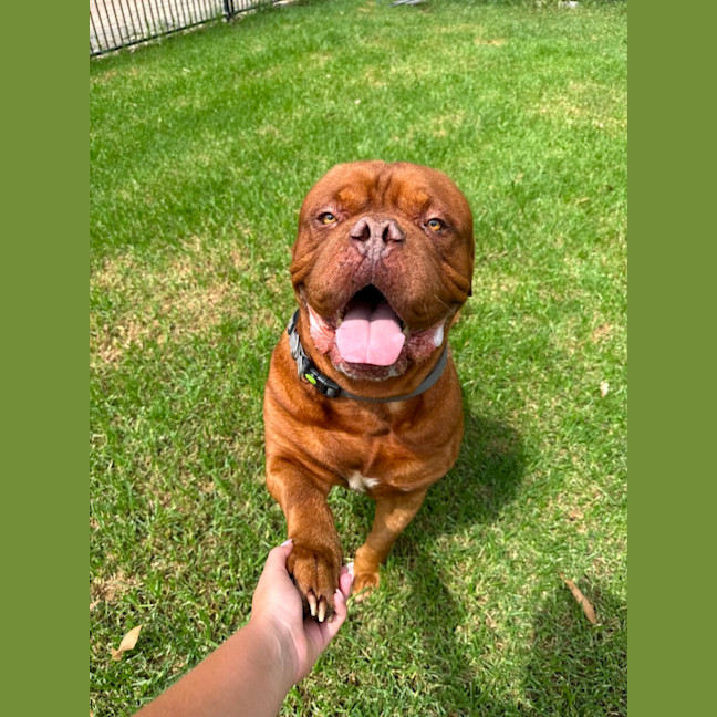 Photo of Bosco