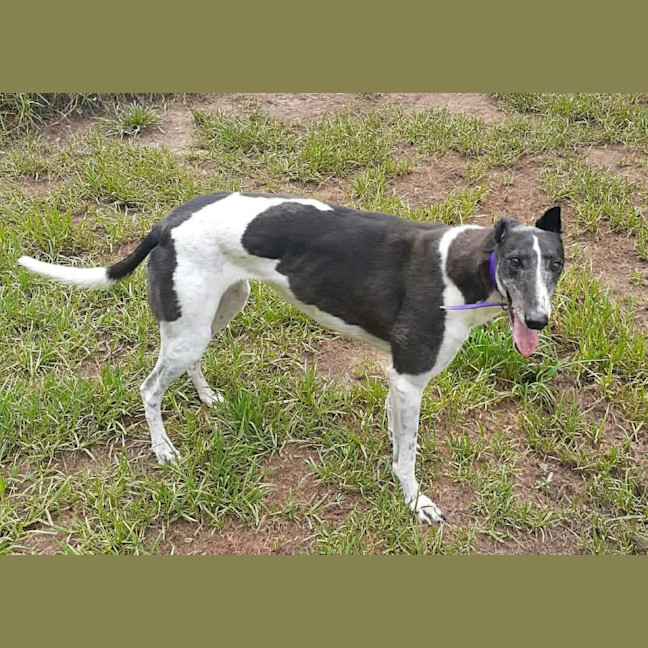 Photo of Luka, The Greyhound 