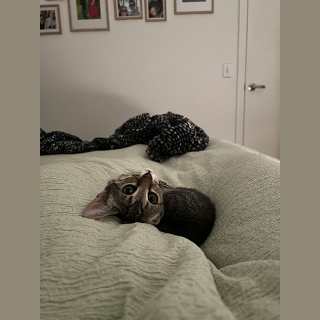 Photo of Mika