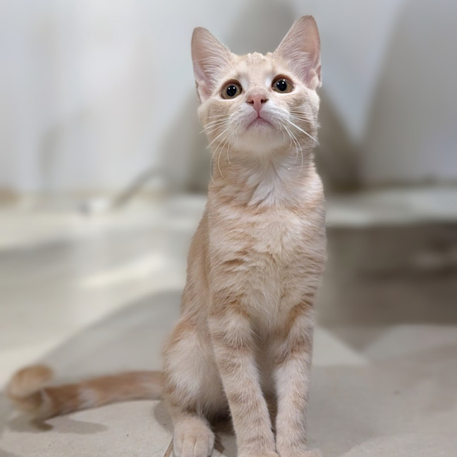 Photo of Biscotti