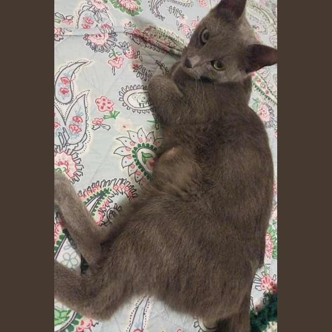 Photo of Puss Puss   1 Year Old Russian Blue