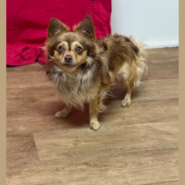 Photo of Choccy