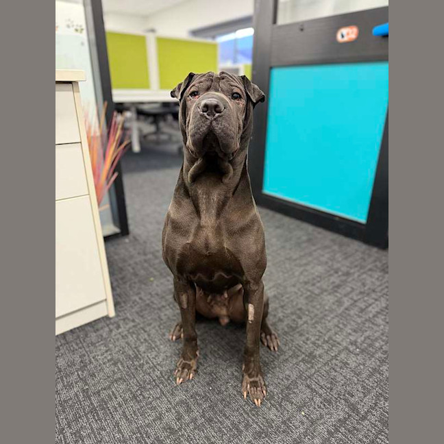 Photo of Nala