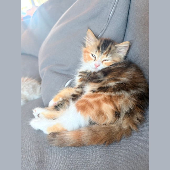 Photo of Milkshake & Matcha