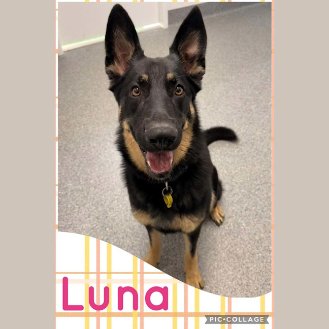 Photo of Luna 