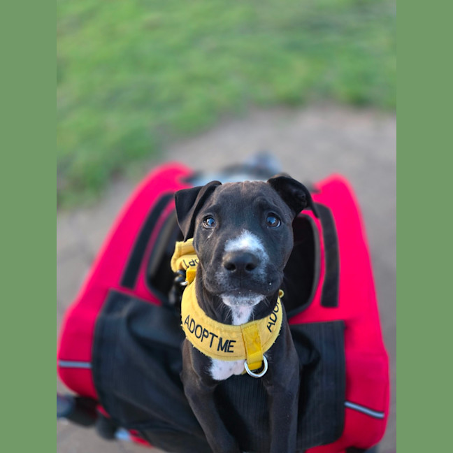 Photo of Peanut 