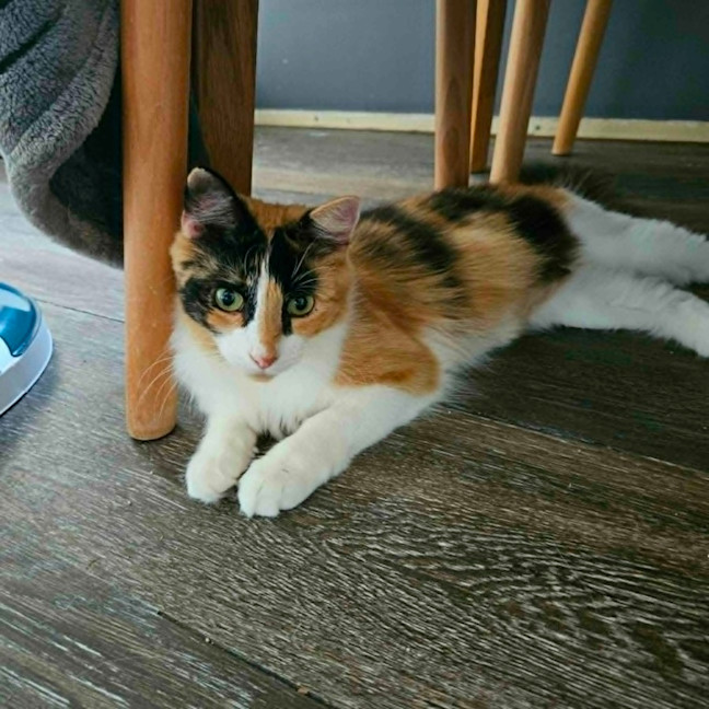 Photo of Elisa ** 2nd Chance Cat Rescue**