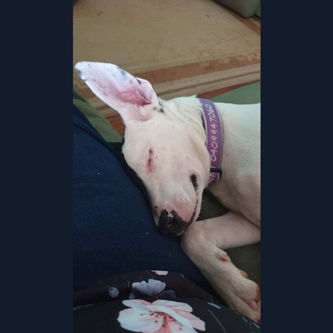 Photo of Dorothy Gale