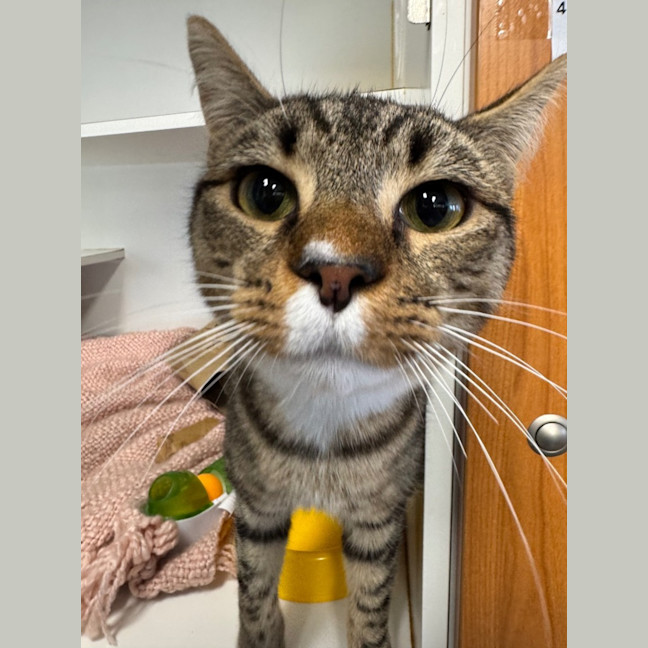 Photo of George Orwell