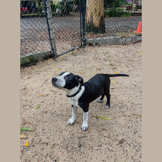 Photo of Mustang Sally