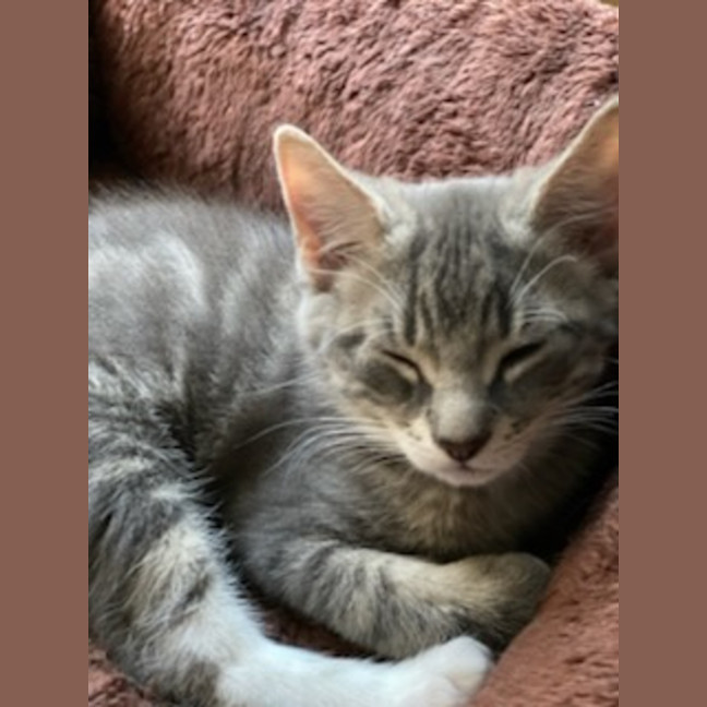 Photo of Ranger *9 Lives Project Rescue*