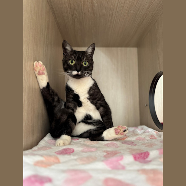 Photo of C1534 Stormi