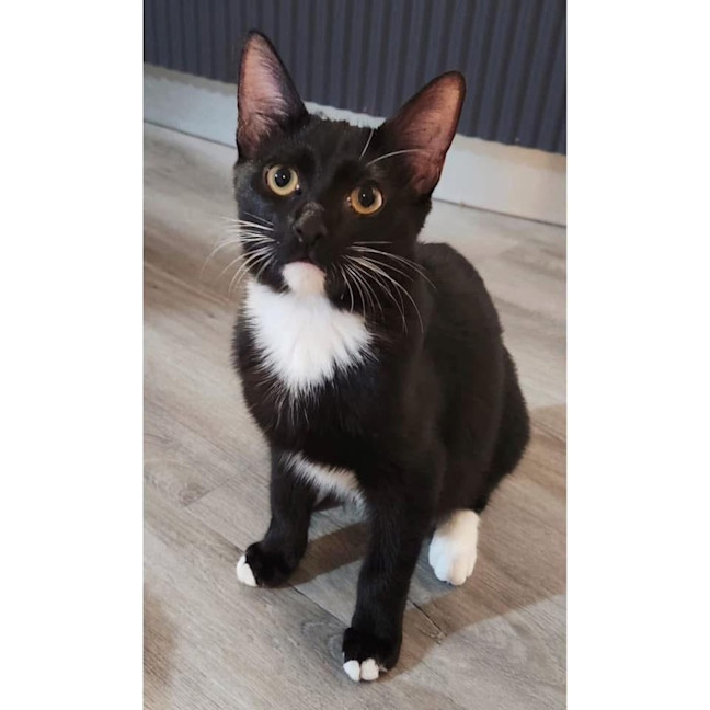 Photo of 11344   Pinky