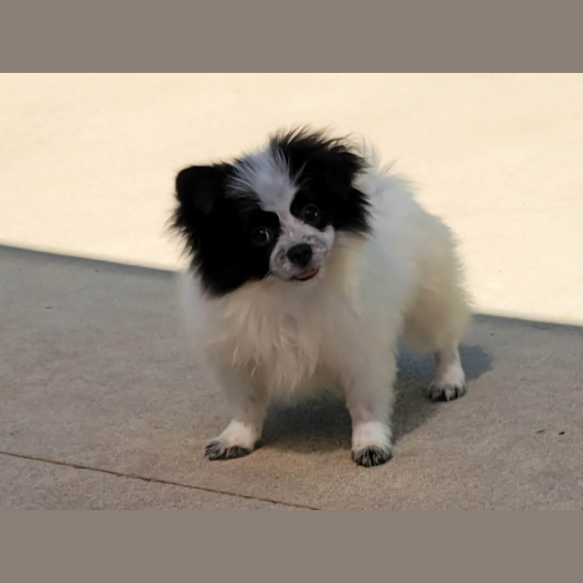 Photo of Phoebe