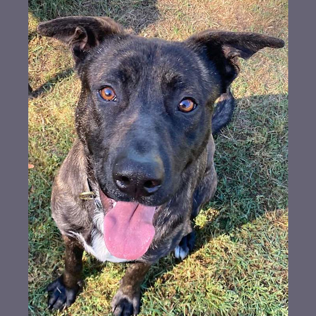 Photo of Bolt