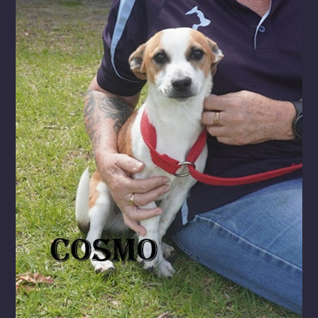Photo of Cosmo