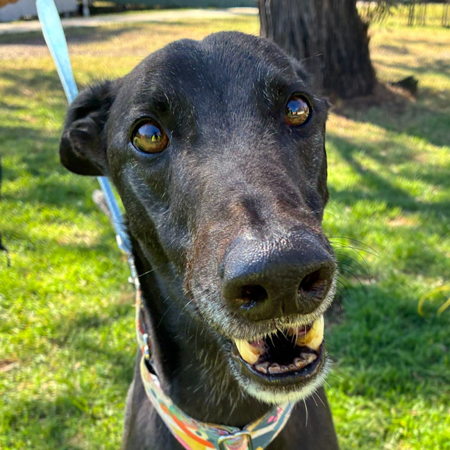 Photo of Moses The Greyhound