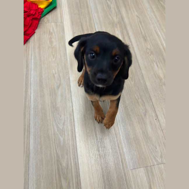 Photo of Dolly