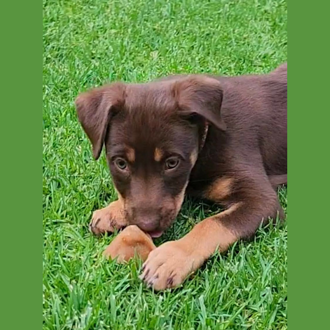 Photo of Stella