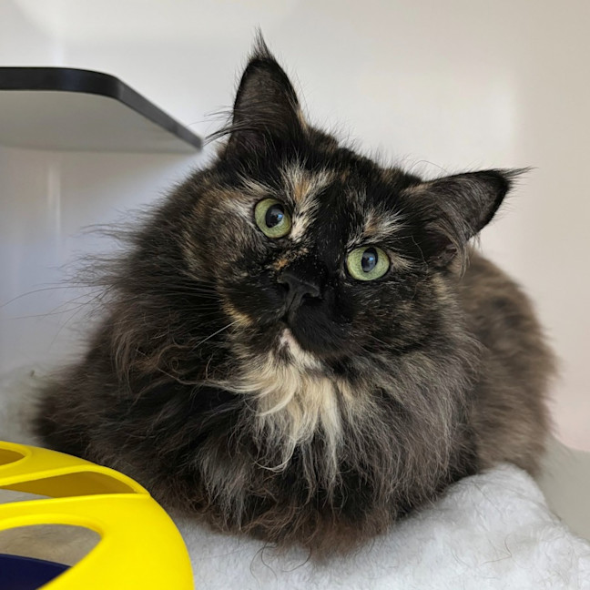 Photo of Tammy Sta013367