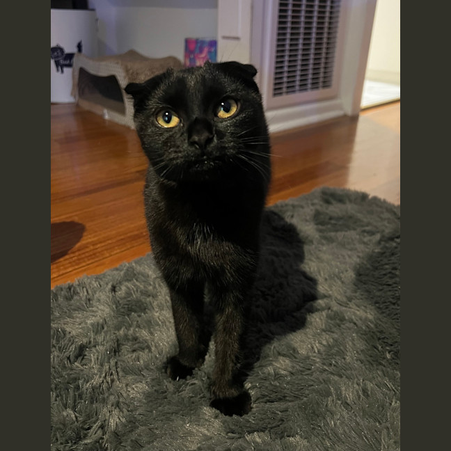 Photo of Nori (Bonded With Kewpie)