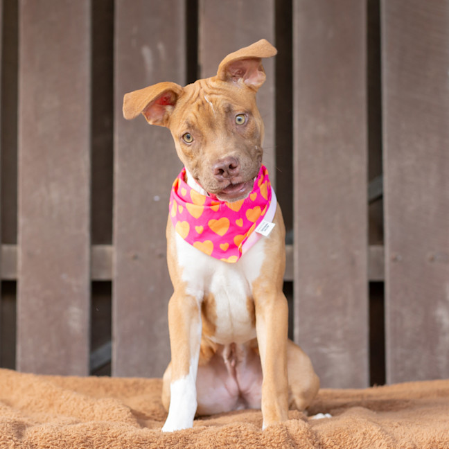 Photo of Buttercup (Previously Carrie)