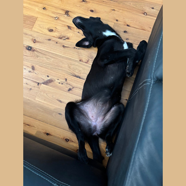 Photo of Primrose   5 Month Old Border Collie X