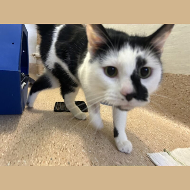 Photo of Patches
