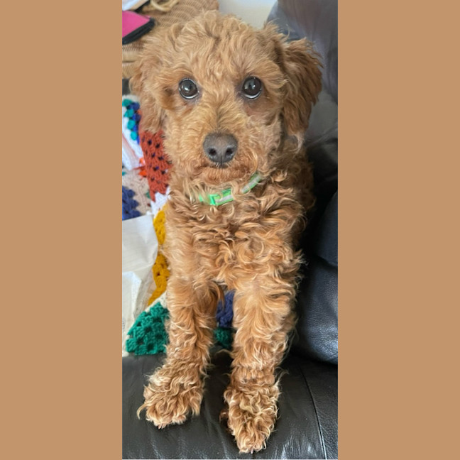 Photo of Coco