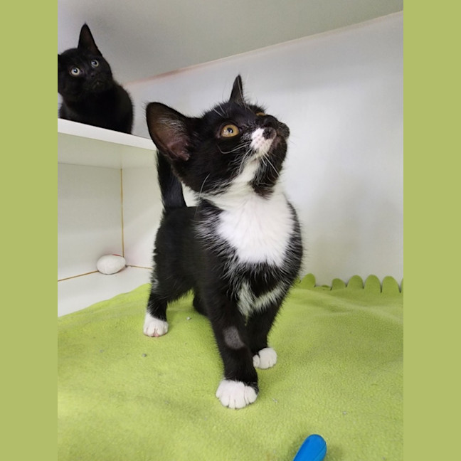 Photo of Tink And Sebastian