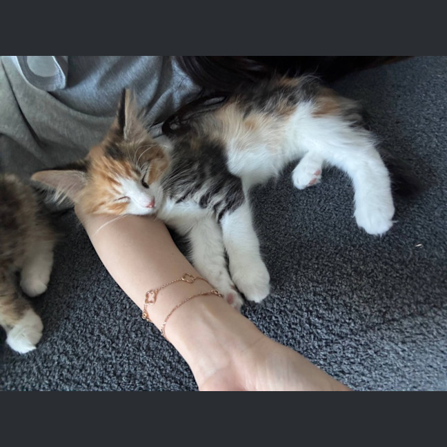 Photo of Jalapeno & Mozzarella