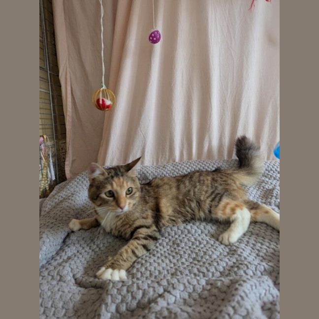 Photo of Honey Nee Stripes