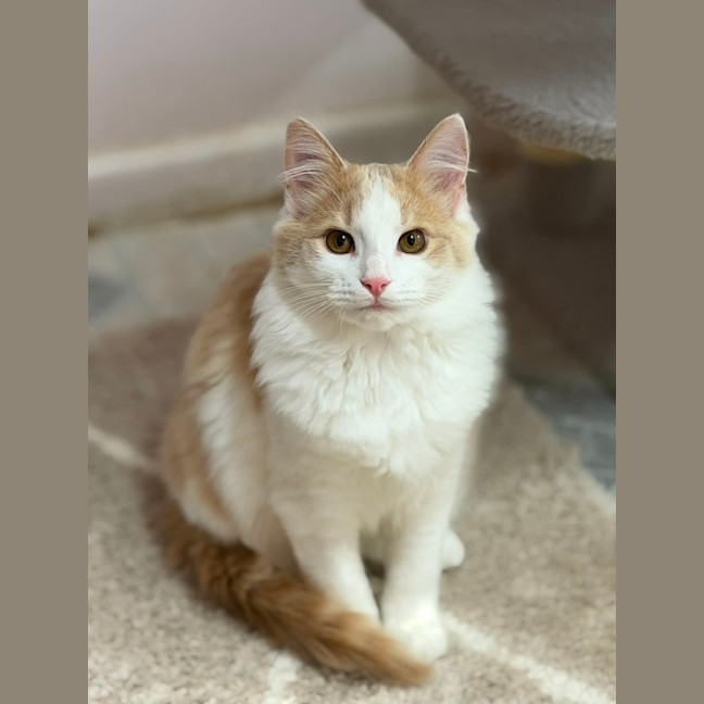 Photo of Muffin