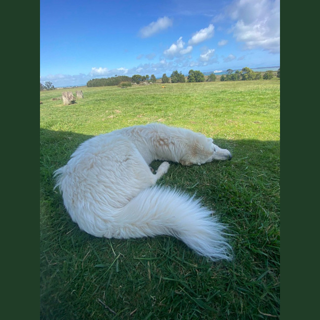 Photo of Lollie