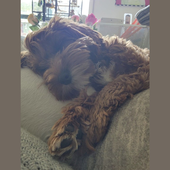 Photo of Lucy