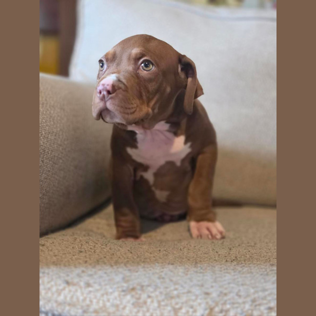 Photo of Coco